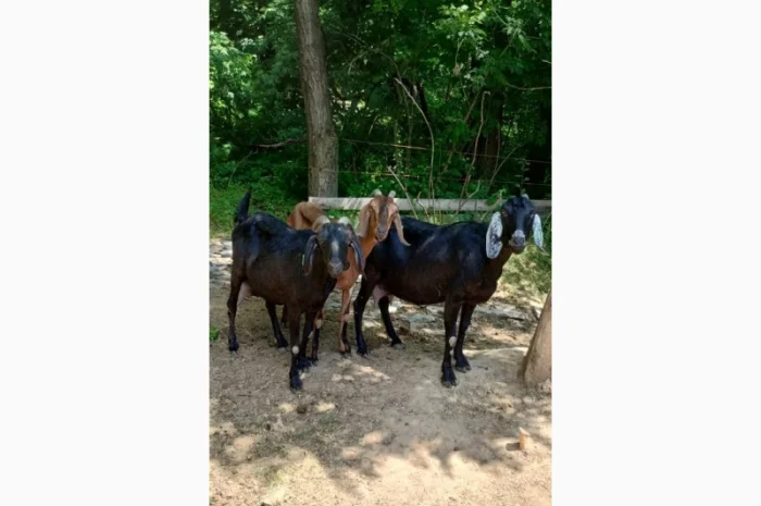 Продам дійних кіз Англо-нубійської породи- фото № 4