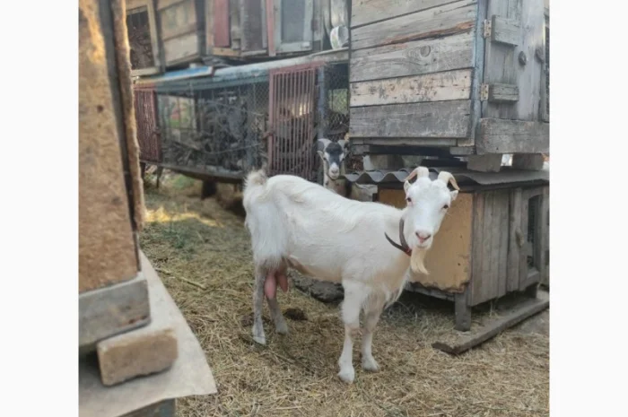 Продам ламанче та зааненську козу- фото № 2