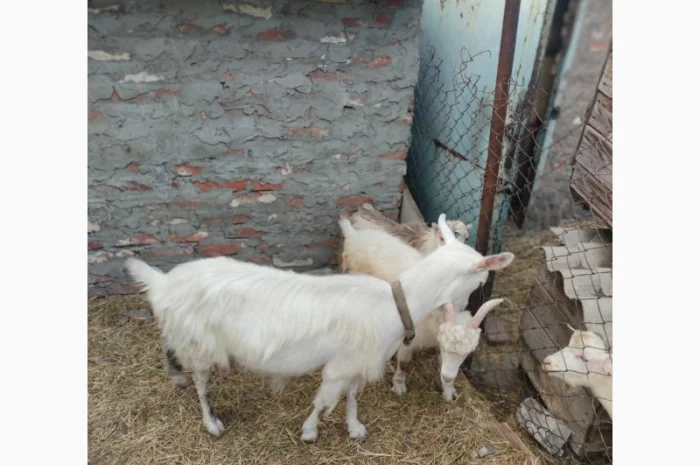 Продам ламанче та зааненську козу- фото № 3