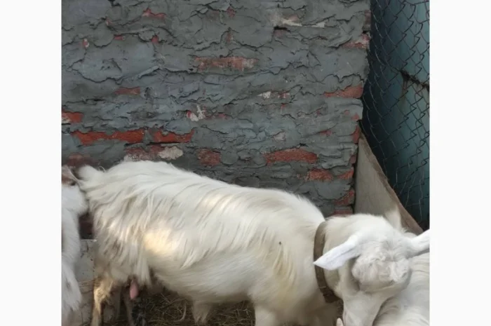 Продам ламанче та зааненську козу- фото № 4