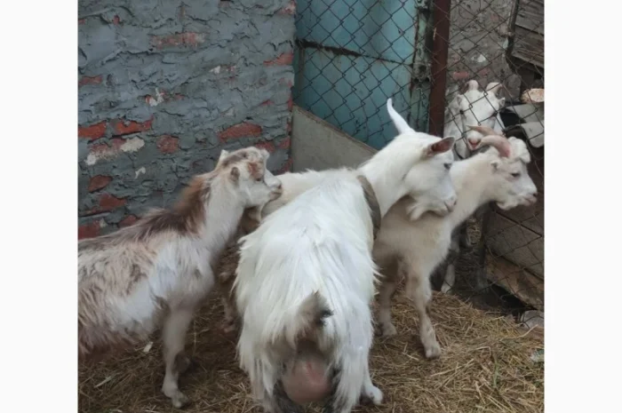 Продам ламанче та зааненську козу- фото № 6