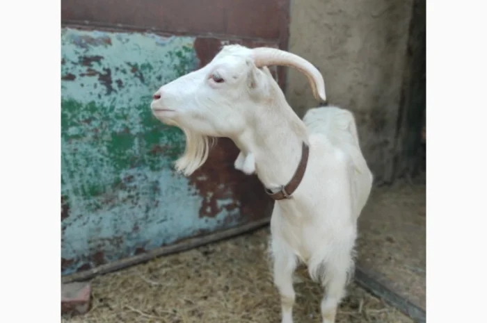 Продам ламанче та зааненську козу- фото № 1