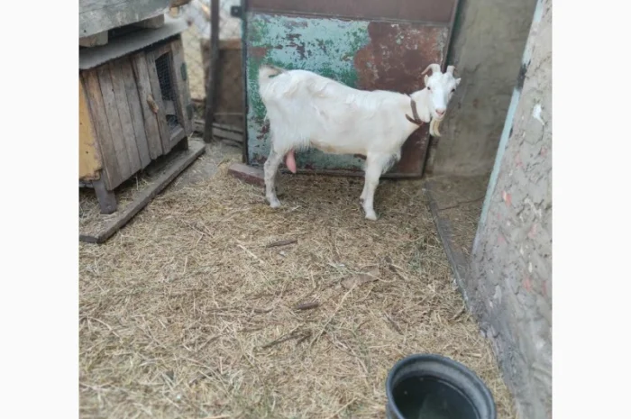 Продам ламанче та зааненську козу- фото № 7
