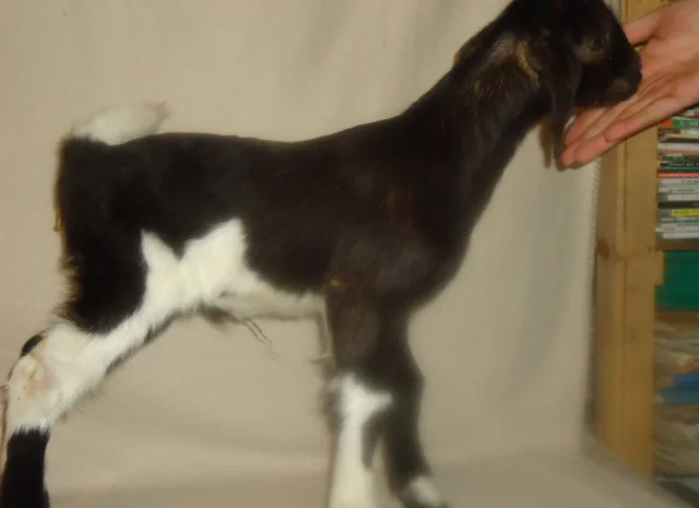 Продам процентный нубийских козликов от высокоудойных коз- фото № 1