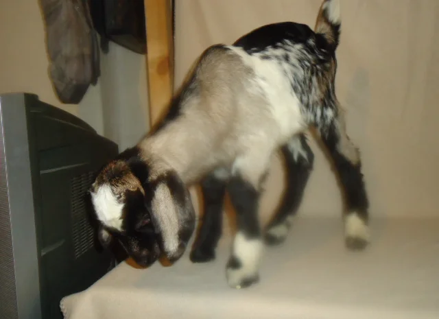 Продам процентный нубийских козликов от высокоудойных коз- фото № 2