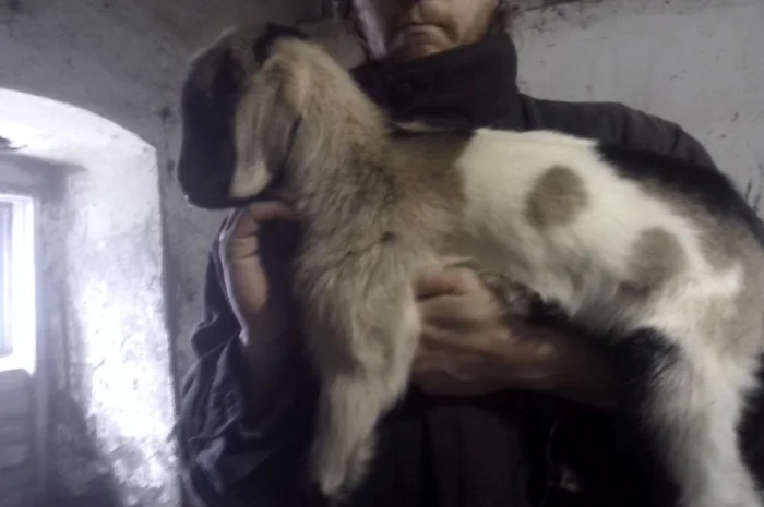 Продам процентный нубийских козликов от высокоудойных коз- фото № 3