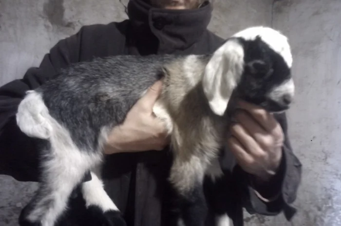 Продам процентный нубийских козликов от высокоудойных коз- фото № 4