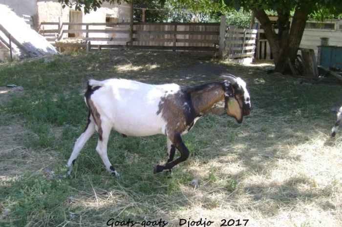 Продам процентный нубийских козликов от высокоудойных коз- фото № 5