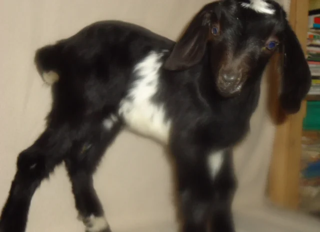 Продам процентный нубийских козочек от высокоудойных коз- фото № 1