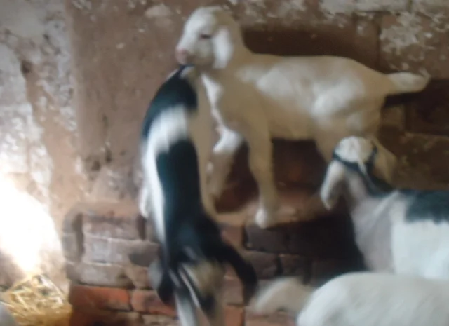 Продаются процентные нубийские козочки от высокоудойных коз- фото № 4