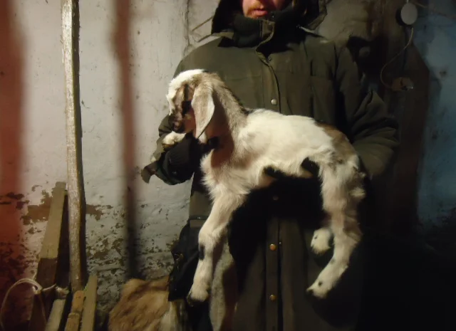 Продам процентный нубийских козочек от высокоудойных коз- фото № 4