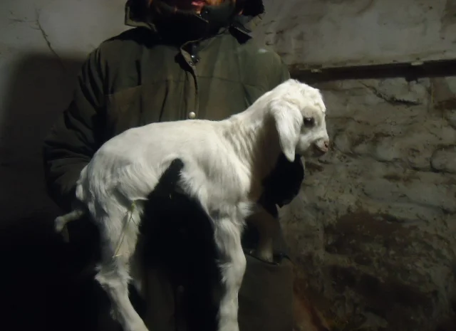 Продам процентный нубийских козочек от высокоудойных коз- фото № 5