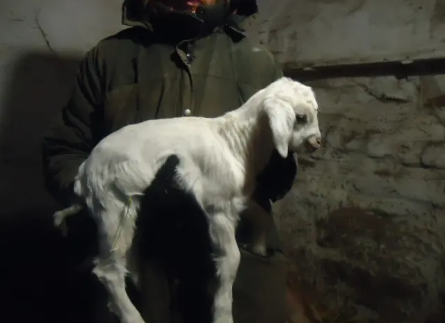 Продам процентних нубійських козочок від високовдійних кіз- фото № 6