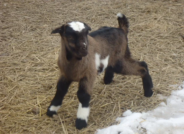 Продам красивых козликов нуболаманчей- фото № 1