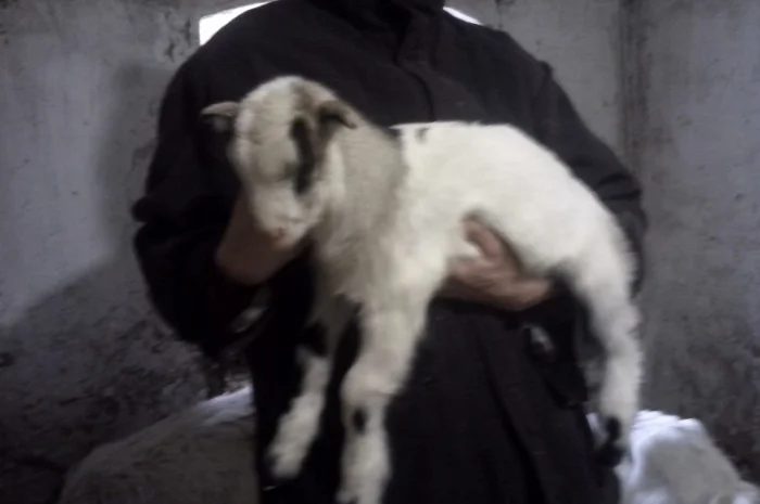 Продам красивых козликов нуболаманчей- фото № 2