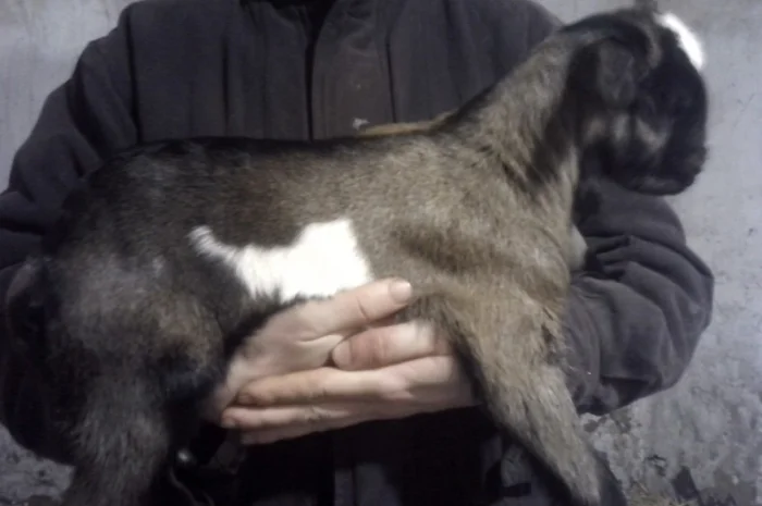 Продам красивых козликов нуболаманчей- фото № 3