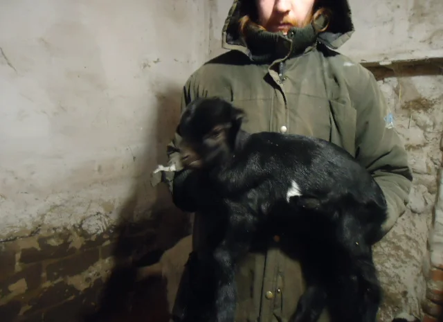 Продам красивых козликов нуболаманчей- фото № 4