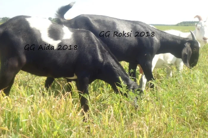 Продам пару - мать и дочь - черных нубийских коз с доставкой- фото № 1