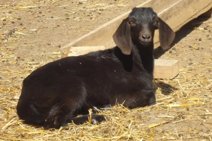 Продам пару - мать и дочь - черных нубийских коз с доставкой- фото № 2