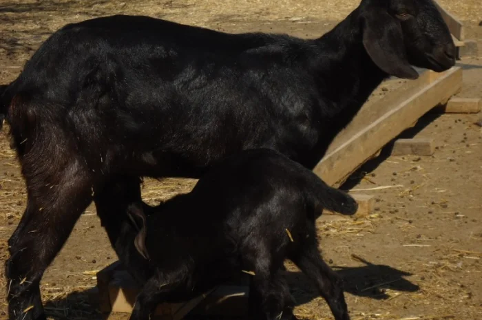 Продам пару - мать и дочь - черных нубийских коз с доставкой- фото № 3