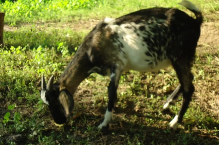 Продам пятимесячных нубийских козликов- фото № 1