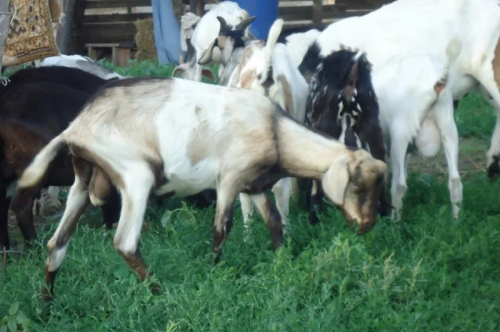 Продам пятимесячных нубийских козликов- фото № 2