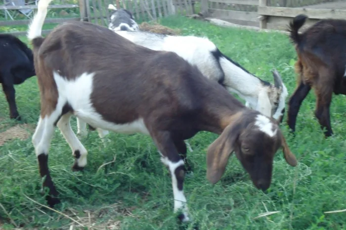 Продам пятимесячных нубийских козликов- фото № 3