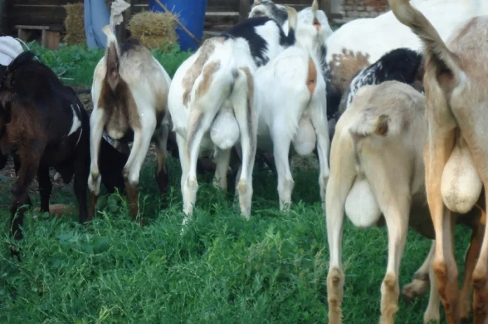 Продам пятимесячных нубийских козликов- фото № 4