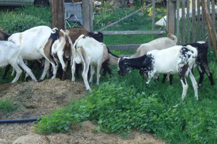 Продам пятимесячных нубийских козликов- фото № 6