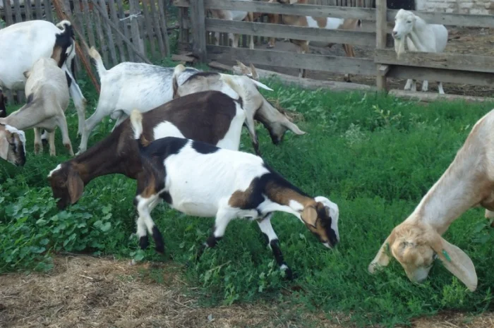 Продам пятимесячных нубийских козликов- фото № 7