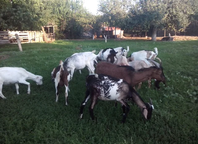 Продам пятимесячных нубийских козликов- фото № 8