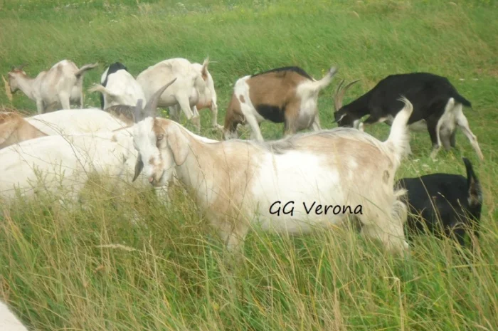 Продам 50% заано-нубийку, покрытую 100% нубийским козлом, удойной лини- фото № 1