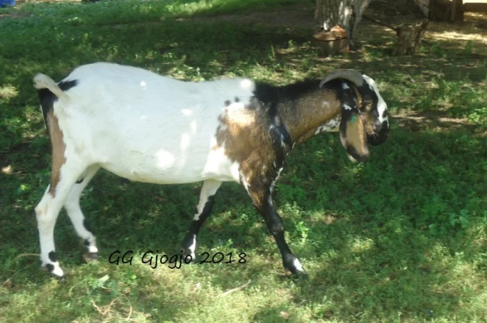 Продам 50% заано-нубийку, покрытую 100% нубийским козлом, удойной лини- фото № 3