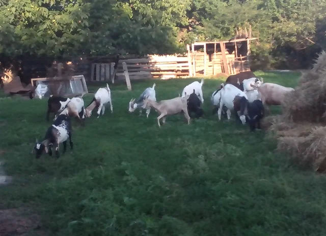 Продам 20 козликов на мясо, только оптом- фото № 1