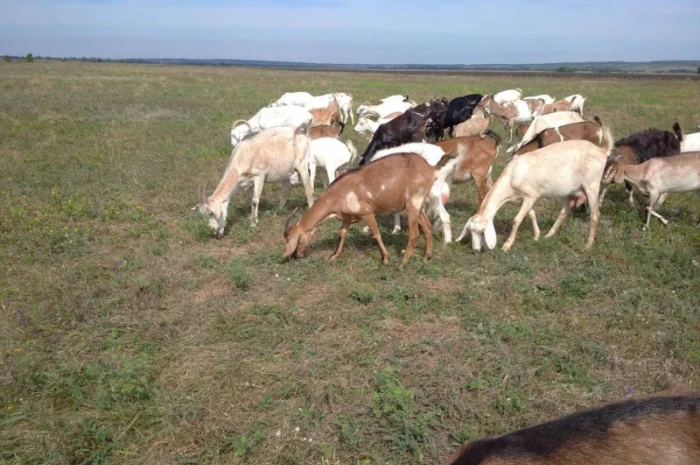 Продам нубийских годовалых козочек- фото № 1