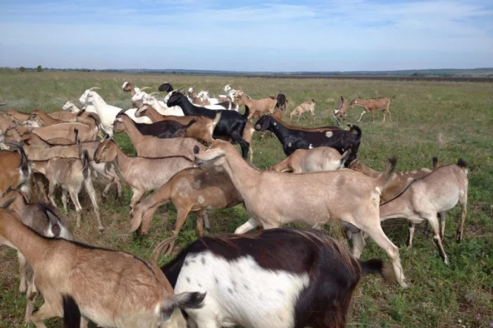 Продам нубийских годовалых козочек- фото № 2