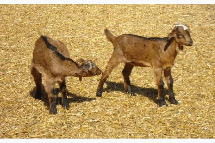 Продам красивых короткоухих козликов 75% нубийской крови, доставка- фото № 1