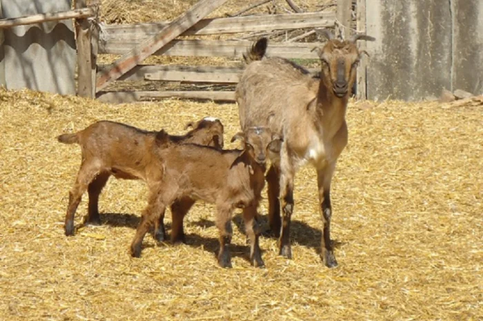 Продам красивых короткоухих козликов 75% нубийской крови, доставка- фото № 2