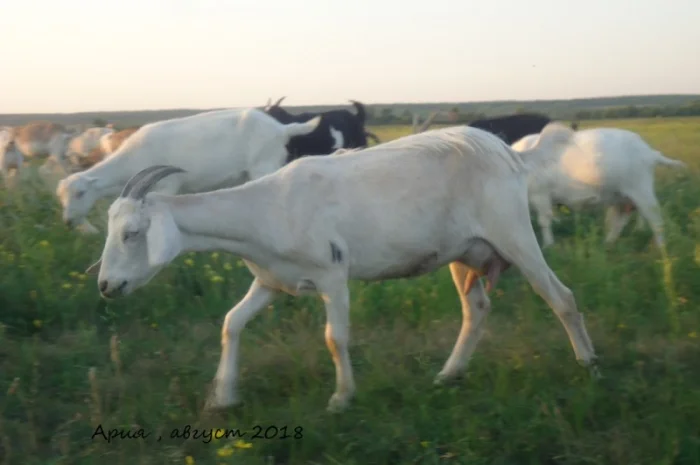 Продается дойная полукровная нубозааненская коза, покрытая нубийским козлом- фото № 1