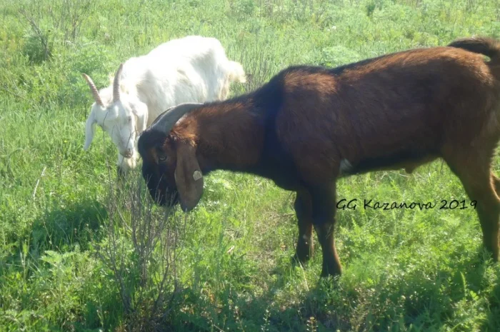 Продам дойную полукровную нубозааненскую козу покрытую 100% нубийским козлом- фото № 1