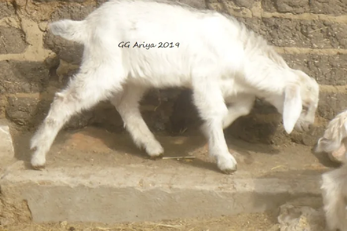 Продам козликов 75% нубийской крови- фото № 2