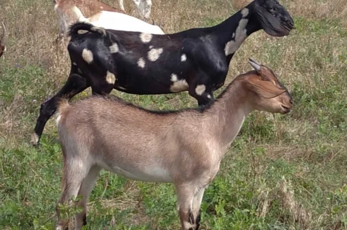 Нубийские козлята с доставкой- фото № 1
