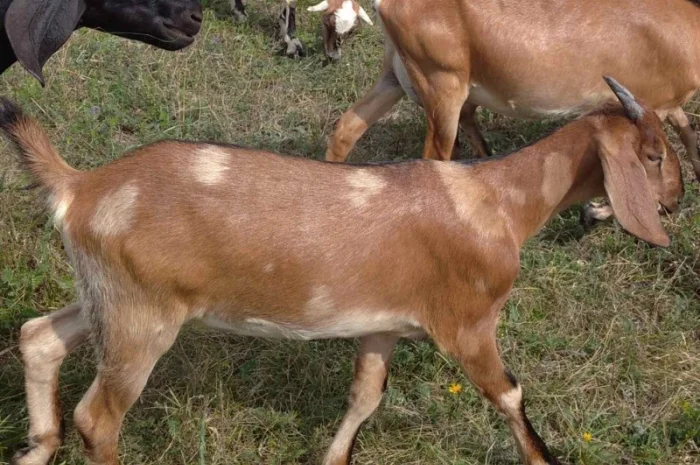 Нубийские козлята с доставкой- фото № 3