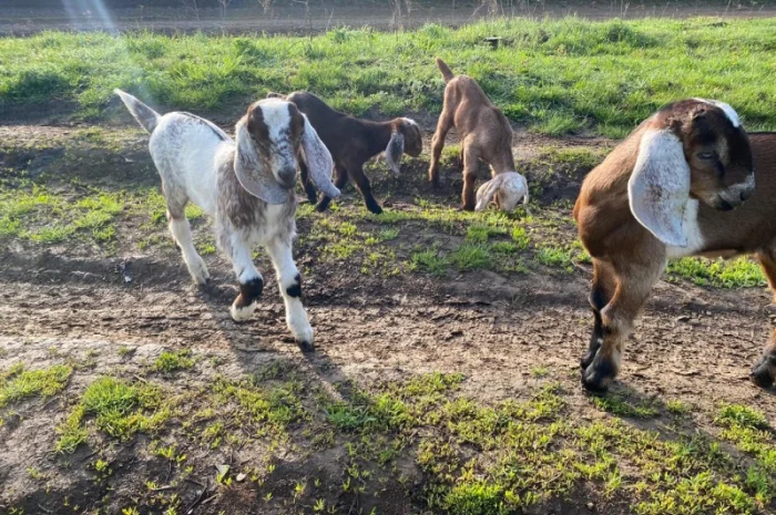 Продам англо-нубійські козенята- фото № 1