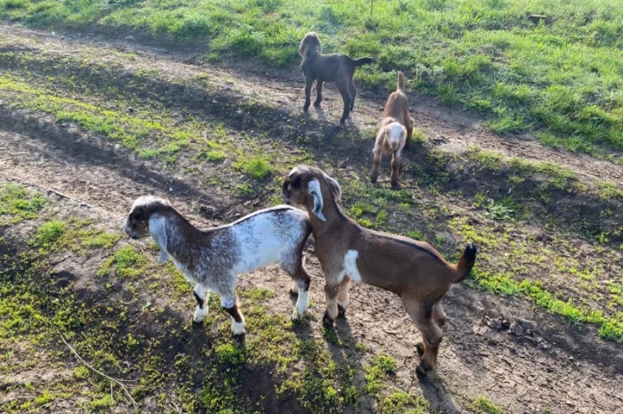 Продам англо-нубійські козенята- фото № 2