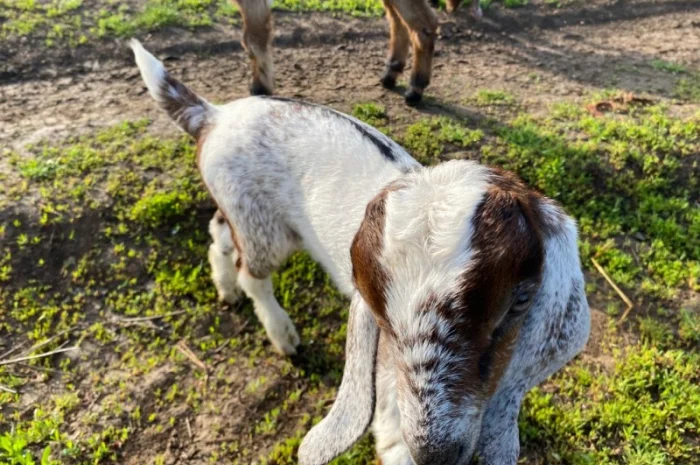 Продам англо-нубійські козенята- фото № 3