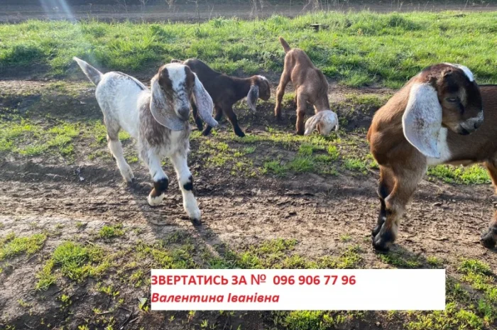 Продам англо-нубійські козенята- фото № 4