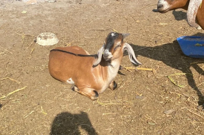 Продам англо-нубійські козенята- фото № 5