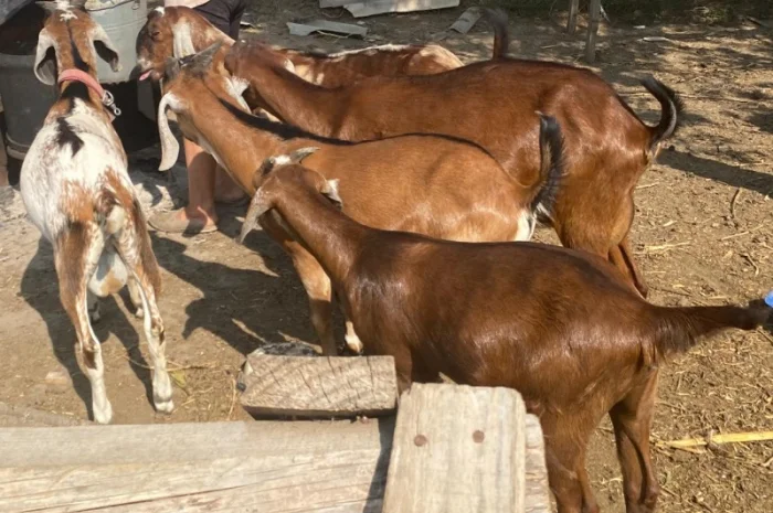 Продам англо-нубійські козенята- фото № 6