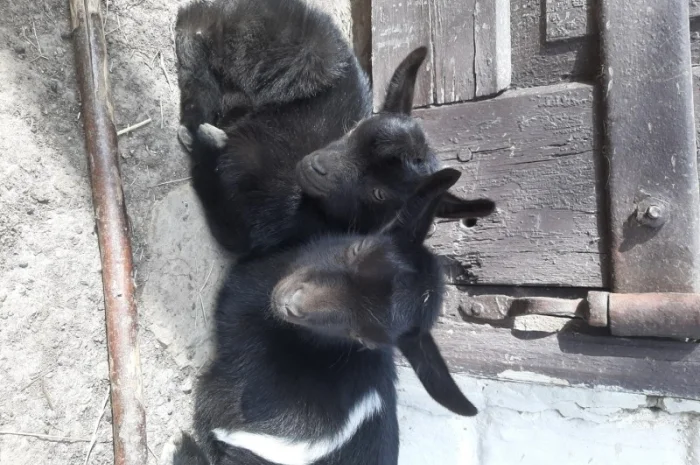 Продам козочек дойных коз и козликов породистых- фото № 1